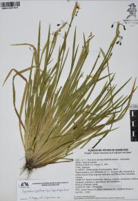 Sisyrinchium arguellesiae image